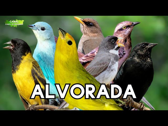 Pássaros Fazendo ALVORADA AO AMANHECER, Canto das Aves ! class=