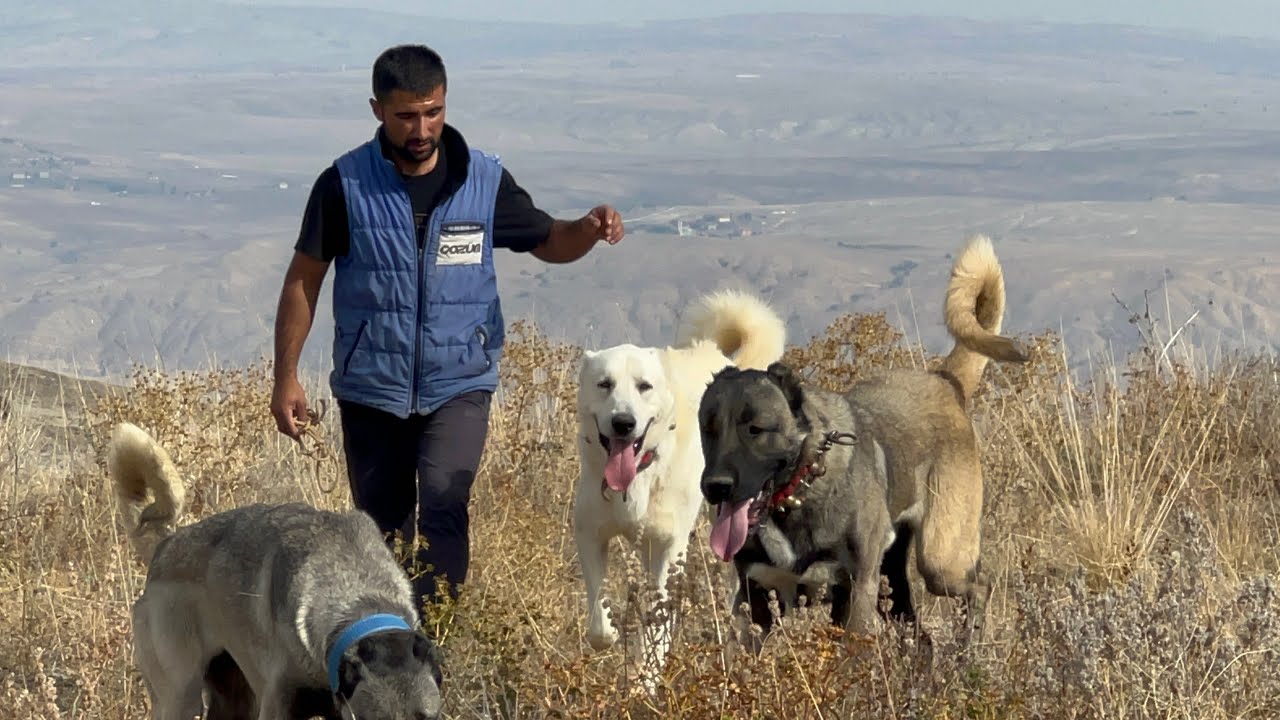 KURT AVCILARI KIŞ HAZIRLIĞINA BAŞLADI