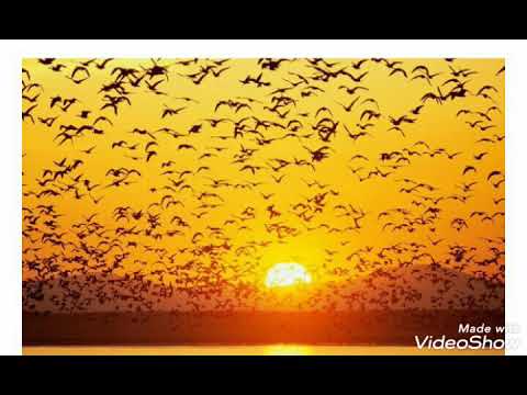 صوت من السماء دقىقه قران بصوت احمد الجروانى