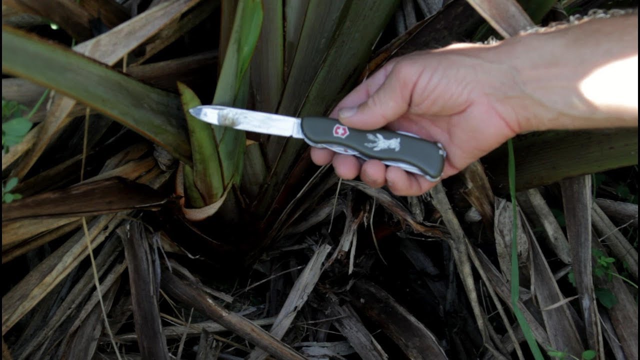 Harakeke. Survival Medicine From Wild Plants