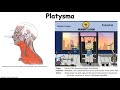 Platysma  visual learning aid