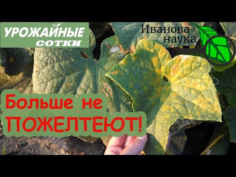 Больше листья не будут желтеть! Пероноспороз уйдет и не вернется! 6 шагов к большому урожаю!