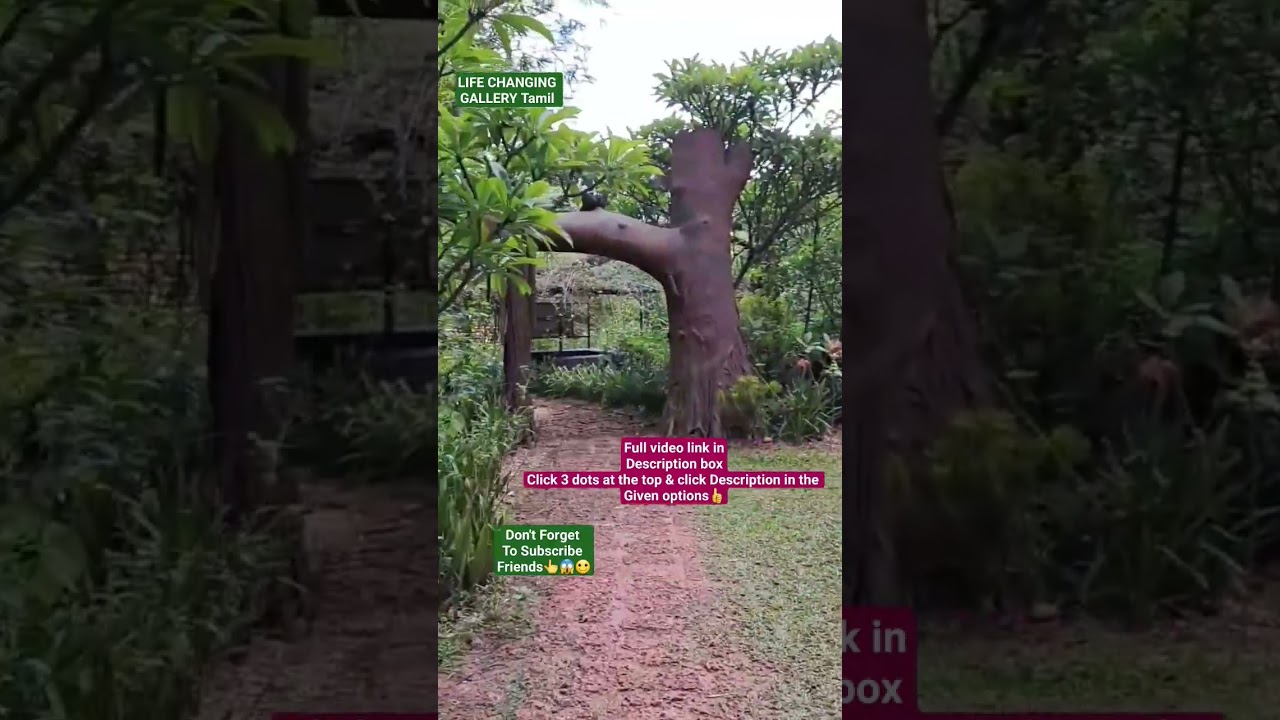 Hai‼️Have You Visited Butterfly park of thenmala⁉️