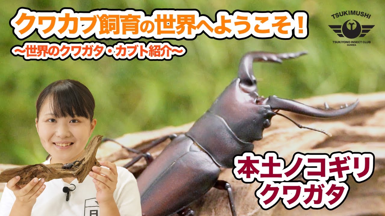 飼育したいクワガタカブトムシ人気ランキング！ | 月虫