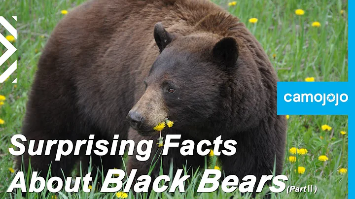 【Camojojo】Fun facts about black bears (PartⅡ)