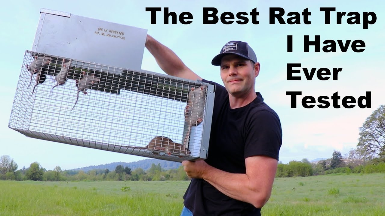 Using Live Catch Traps for Humane Rat and Mouse Control – Deep Green  Permaculture
