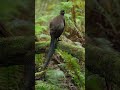 Lyrebird #birds #nature #naturelovers #wildlife #wildbirds #viral #reels #video #prehistoric #bird