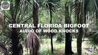 EP12 - Wood Knocks!