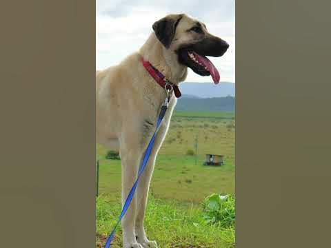 アナトリアン・シェパード：犬種の特徴と飼い方