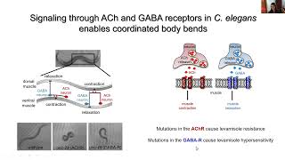 Celebrity C. elegans:  A Powerful Model Organism Wealth