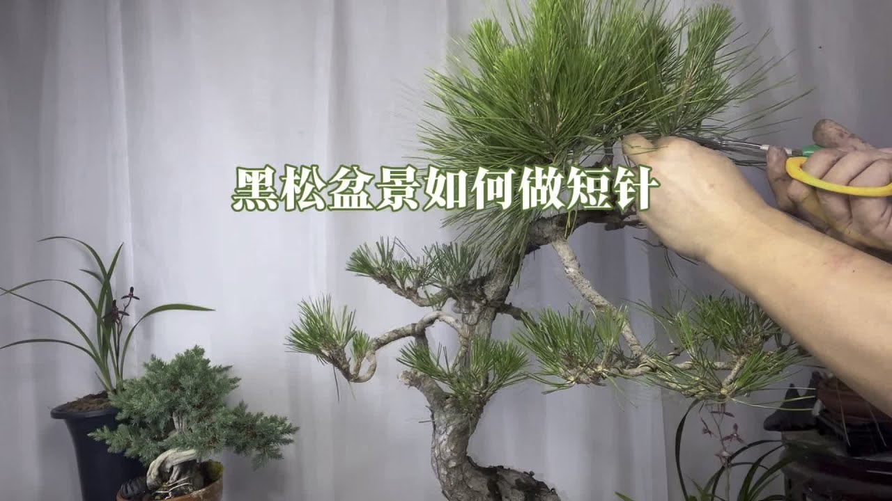 黑松盆景如何做短针？简单实用！赶紧看看 园艺师教你，给黑松盆景修剪造型技巧