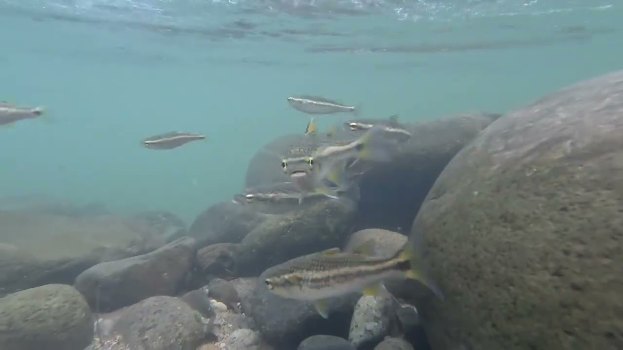 Iwa King-What's Mine_mon ni fe reedeem (Audio Visuals)