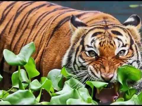  Dunia  Hewan  buas  Malayan Tiger Harimau Malaya  YouTube 