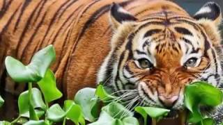 'Dunia Hewan buas Malayan Tiger  Harimau Malaya'..!!