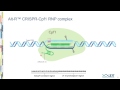 Cpf1-based genome editing using ribonucleoprotein complexes