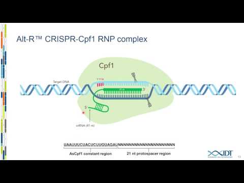 Video: Het Cpf1 CRISPR-Cas-eiwit Breidt Hulpmiddelen Voor Het Bewerken Van Genoom Uit
