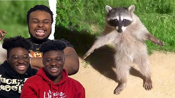 Funniest Animal Video Ever Reaction(dailydoseofinternet)