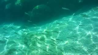 Fondo marino Mallorca,water diving mallorca