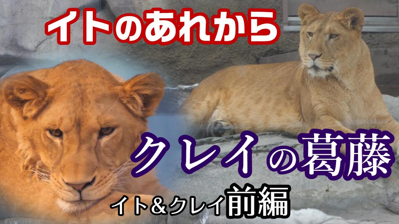 【イト＆クレイ前編】イトのあれから　クレイの葛藤🦁MARUYAMA ZOO LION