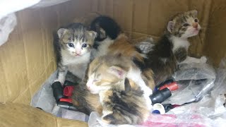 捨て猫を飼います。妹が持って帰った