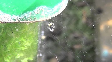 Steatoda triangulosa [Triangulate Cobweb Spider] Captures Aphid