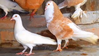 Fancy Pigeon Breeding Pairs | Unique Amazing Pigeon Videos | Fancy Pigeon Farm | Pigeons