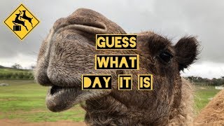 Happy camels are just one reason to visit Oasis Camel Dairy
