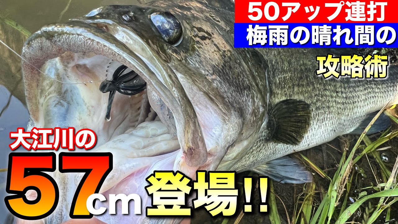 【大江川モンスター登場!!】暑すぎる梅雨の晴れ間にBIGを狩る方法とは？【水の旅＃ ２６１】