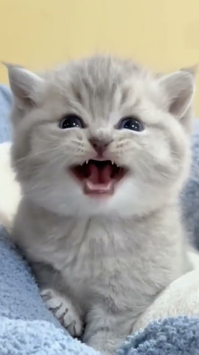 huwaaa... waaa..., kucing gemoy