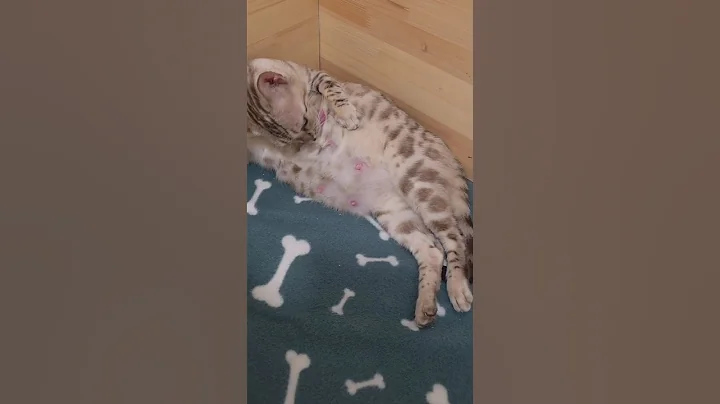 Watch the video about Bengal kittens snow lynx und mink colors😻🥰😍