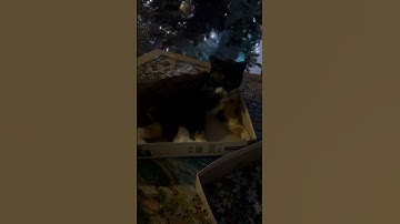 She wants to do puzzle too🤣🤣🫣🐱 #cat #puzzle #funnyvideo #funny