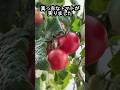 めちゃめちゃ簡単なミニトマトの育て方がこちら!