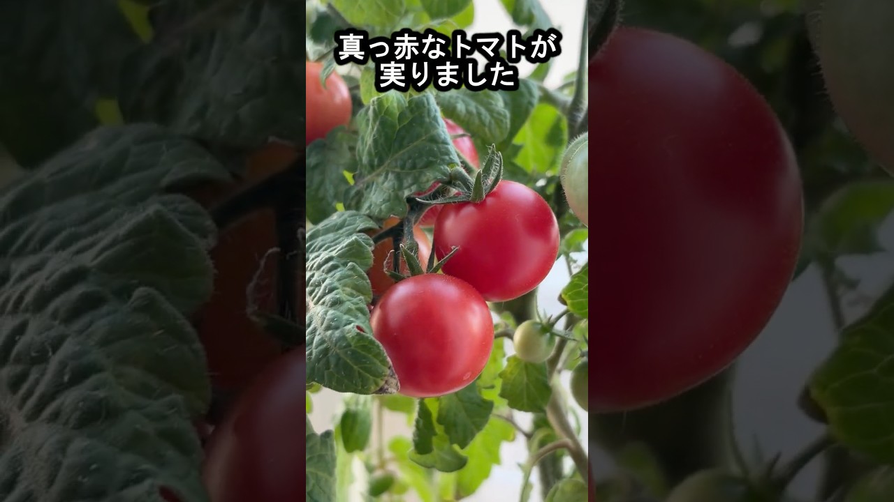 めちゃめちゃ簡単なミニトマトの育て方がこちら!