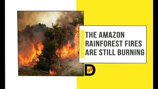 The Amazon Rainforest Fires Are Still Burning