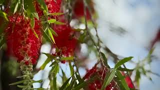 Tone Matrix - Callistemon