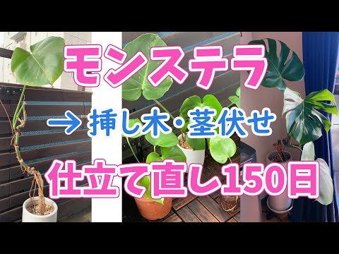 モンステラの再生 仕立て直し 挿し木 茎伏せ 鉢上げ 150日までの記録
