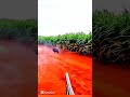 Ночная охота на дикого кабана | Удачный019 выстрел#охота#кабан#охотанакабана#выстрел#дикаяприрода