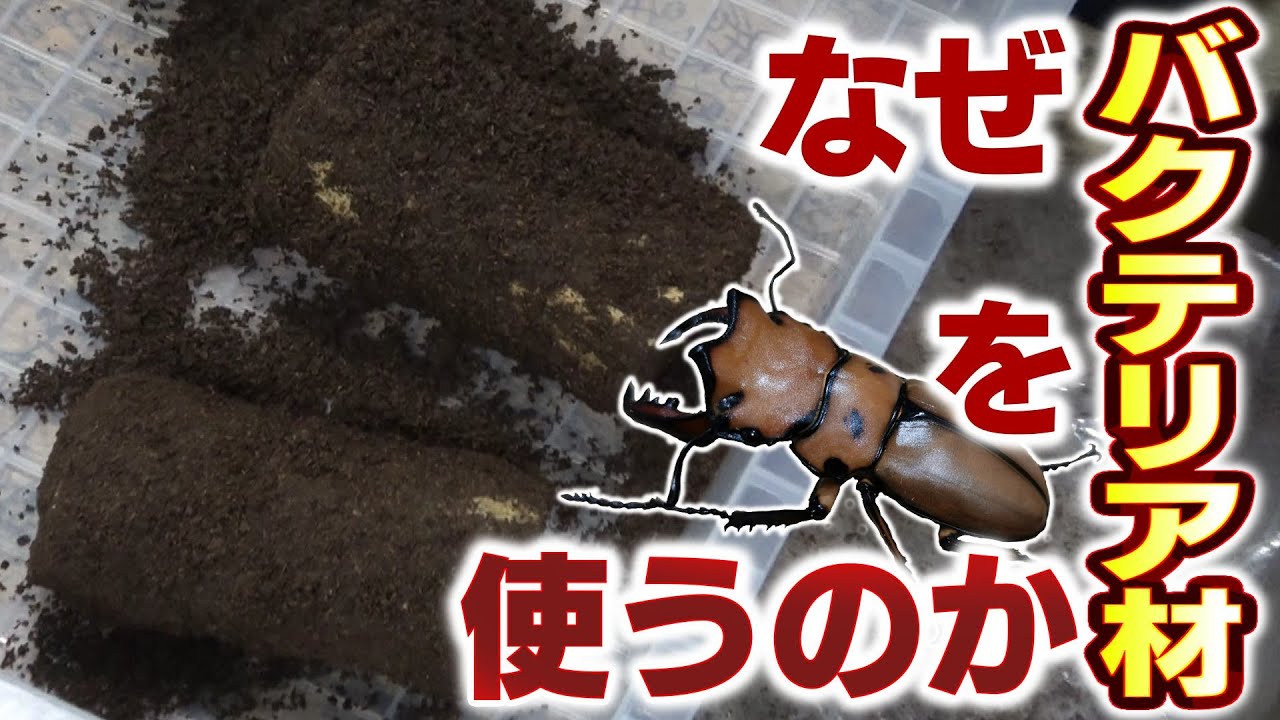 Mengata Stag Beetle Egg-laying Set!! (Species that require