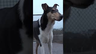 Teaser - Lek Og Moro I Karuss Hundepark