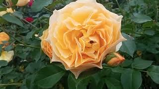 Мгновения цветения роз. Посадить розы и наслаждаться их красотой. #пьердеронсар #леонардодавинчи