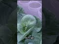 Trồng bắp cải trái tim | Growing heart cabbage