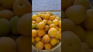 .ما هي فوائد المشمش . What are the benefits of apricots