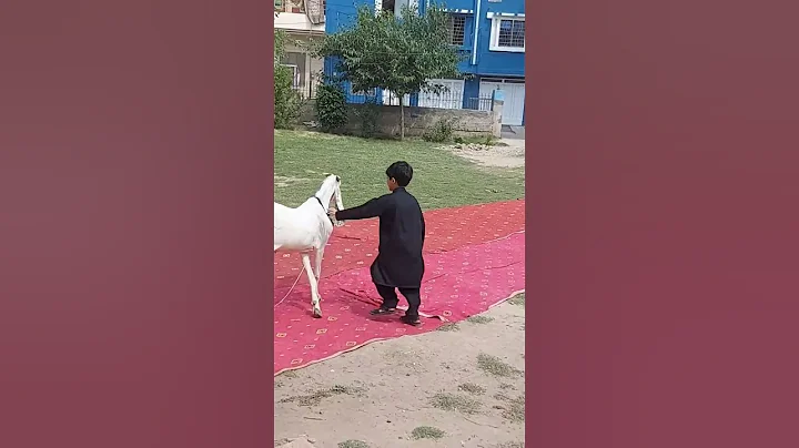 eid-ul-adha mubarak to all muslims #eid #eidmubarak #shorts #trending #viral #cute #fun