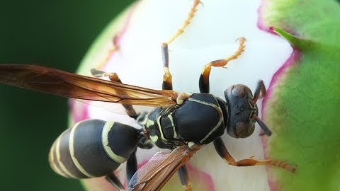 Department Of Commerce V New York No 18–966 588 Us ___ (2019) Is A Case Decided By The Supreme Court