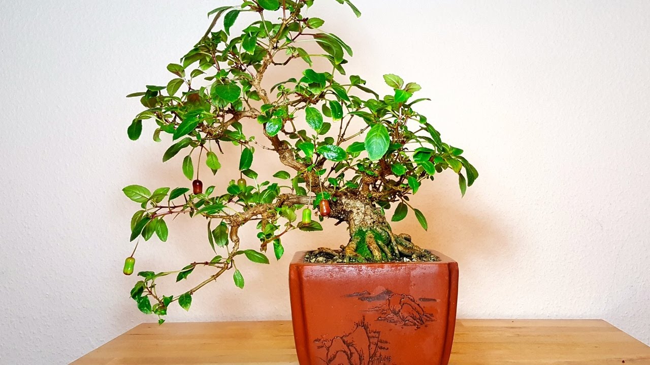 Bonsai Fuchsia (Fuchsie) von chrisgitrre 2017 (1) YouTube