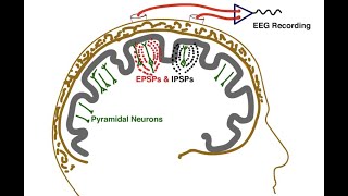 The Essential EEG Concepts you MUST master