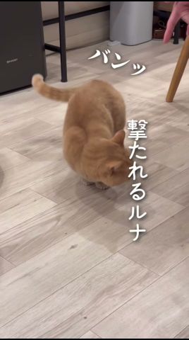 「バンッ」と言ったら倒れてしまうルナくん...