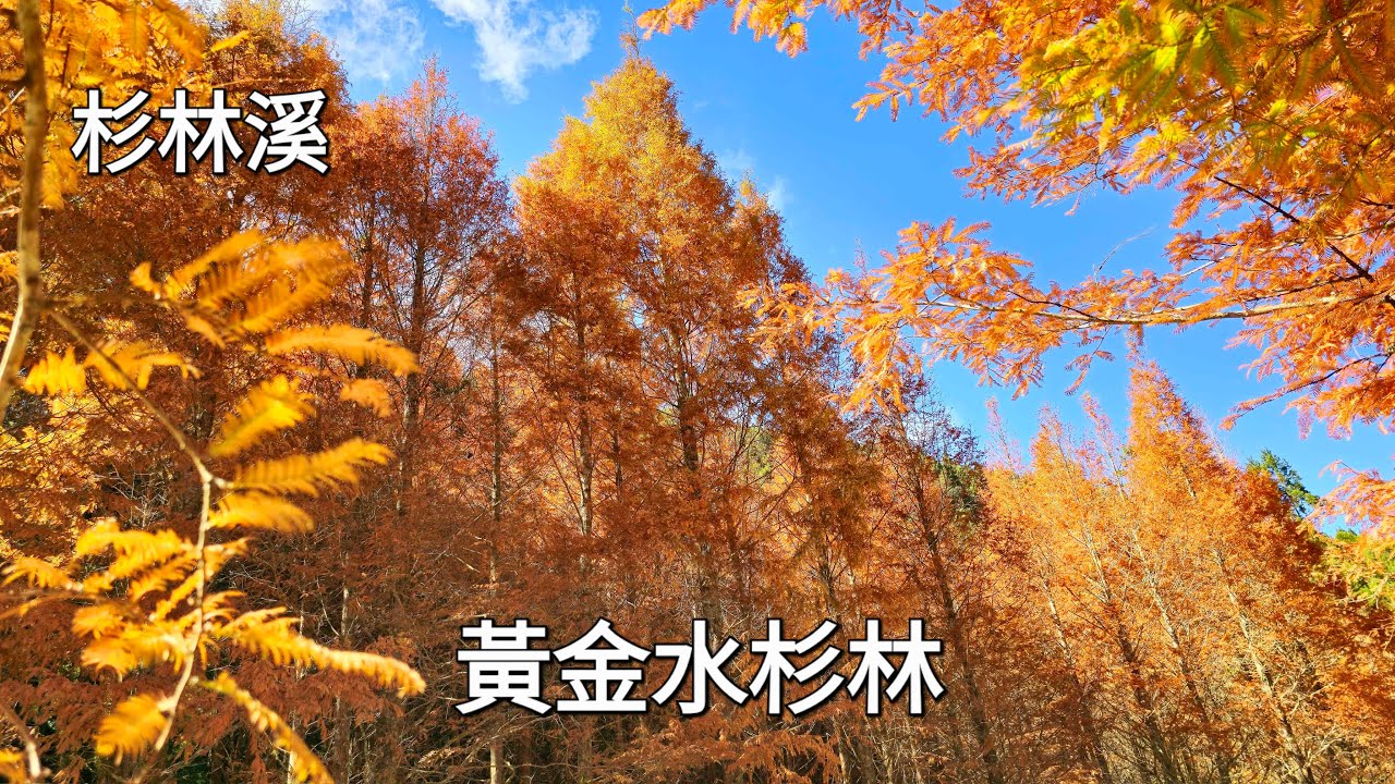 #黄金水杉林🌲森林系美景 冬季限定 在杉林溪 2024.12.12 - YouTube
