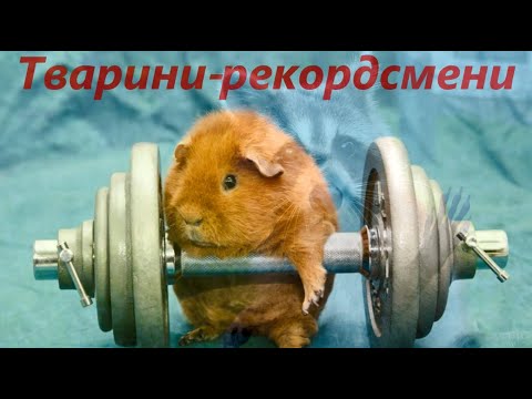 Тварини-рекордсмени