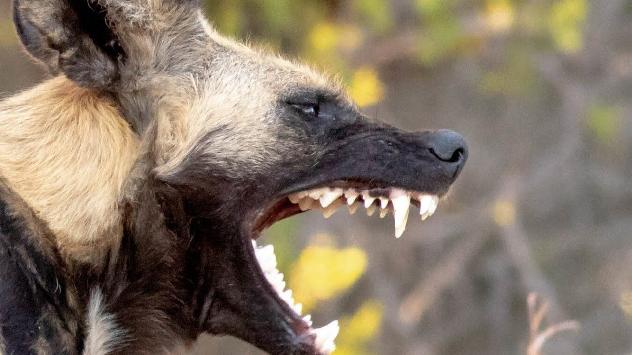 Damn Wild Dogs YouTube